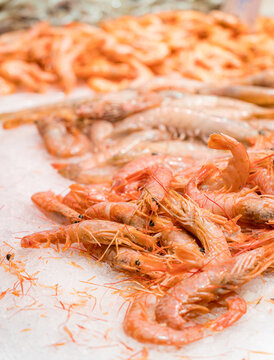 Fresh shrimp display on ice in seafood market