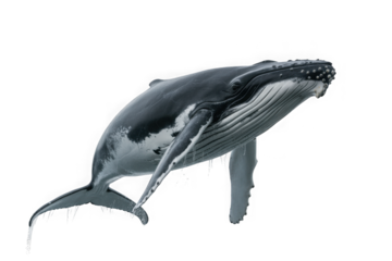 A magnificent humpback whale swimming upwards isolated on transparent background