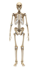 Human skeleton system anatomy isolated on transparent background