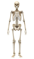 Human skeleton anatomy showing skeletal system on transparent background