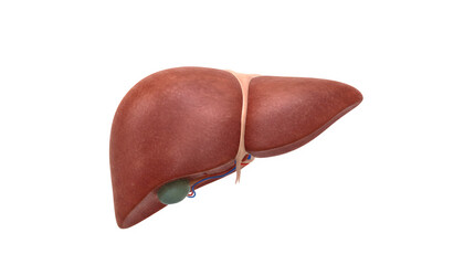 Human liver anatomy with gallbladder on transparent background
