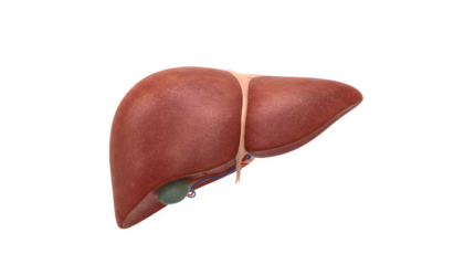 Human liver anatomy with gallbladder on transparent background