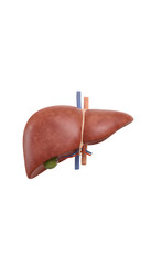 Human liver 3d model with gallbladder and vessels