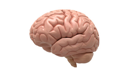 Human brain organ cerebrum neurology intelligence on transparent background
