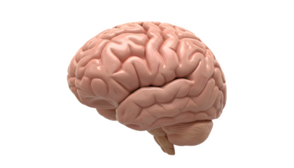 Human brain organ cerebrum neurology intelligence on transparent background