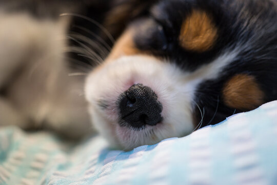 Sleeping puppy close-up on soft blanket