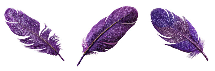 Set of Studio shot of a single purple feather with soft shadowing on transparent png background. Ai generated