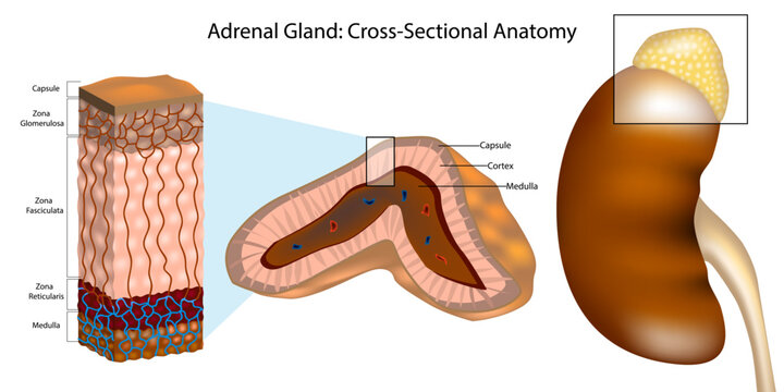 Medical illustration of the human adrenal gland in cross section, showing the capsule, cortex, and medulla. Diagram adrenal cortex layers including zona glomerulosa, zona fasciculata and eticularis.