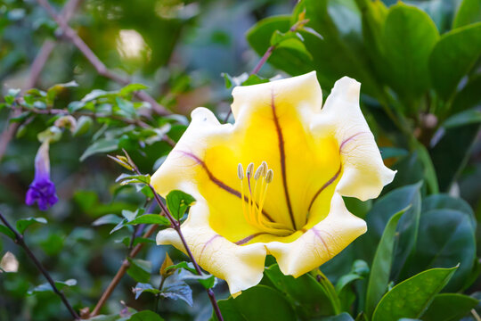 cup of gold vine or Hawaiian lily, or golden chalice vine Solandra maxima in bloom close up