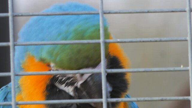 Blue and yellow macaw (Ara ararauna) aka blue and gold macaw, close up of head in zoo enclosure, behind wire grill