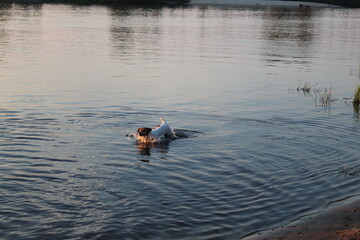 Fototapeta premium Dog breed Jack Russell in the water river lake floats. Animals in nature