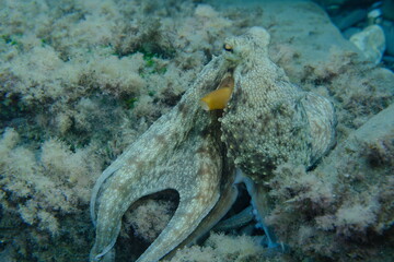 Common octopus (Octopus vulgaris) hunting undersea, Ligurian Sea, Italy, Imperia