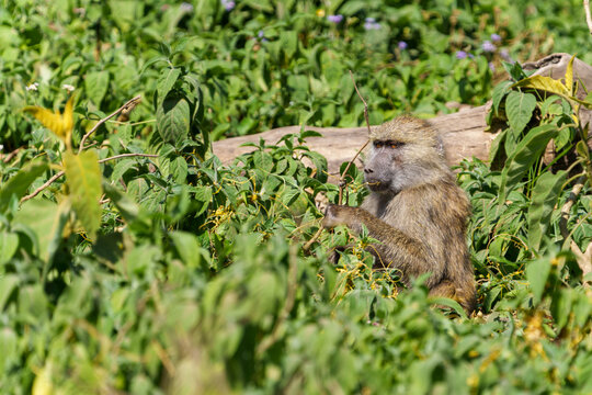 olive baboon or Papio anubis sitting in green ground covering vegetation playing with thin plant stems in mouth - Powered by Adobe