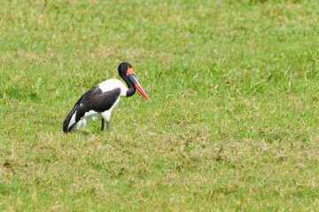 Saddle-billed stork or Ephippiorhynchus senegalensis standing in field.