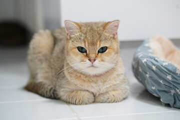 Cute and Playful Domestic Cat with Fluffy Fur Relaxing on Clean Floor in Modern Home Interior, Captured in High-Resolution Photography