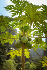 Close-up of green papaya fruits on papaya tree in sunlight, Vietnam.