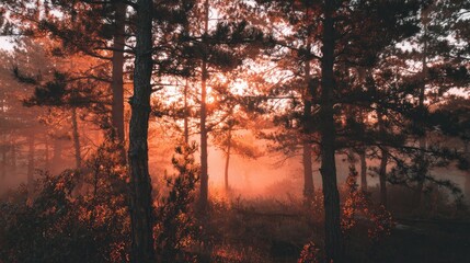 misty forest sunrise with natural color grading, peaceful composition, no people 