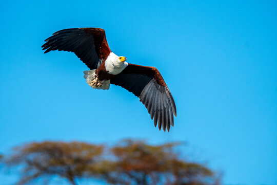 Majestic african fish eagle soaring over Lake Naivasha