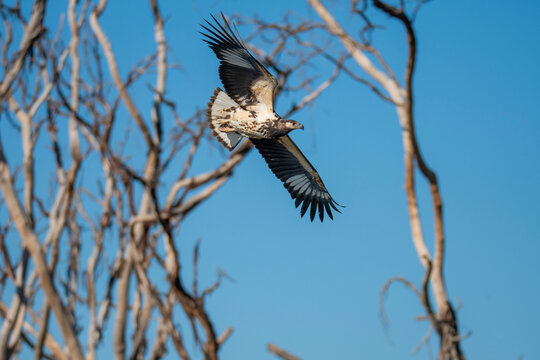 African fish eagle at Lake Naivasha in flight