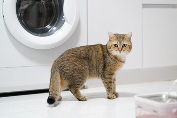 Cat with striped fur standing in modern laundry room near washing machine, showcasing curiosity and playful demeanor in home setting