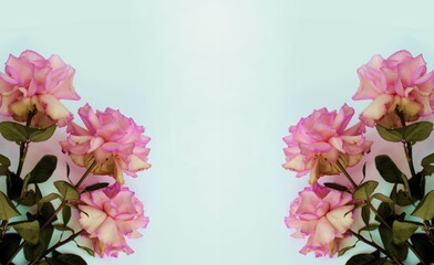 Bouquet of pink roses on a white background with space for text