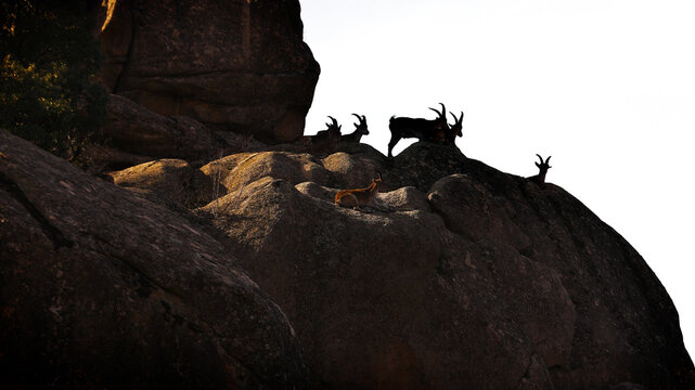 Iberian ibex in Guadarrama National Park