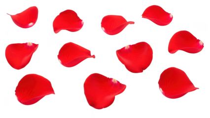 Scattered red rose petals