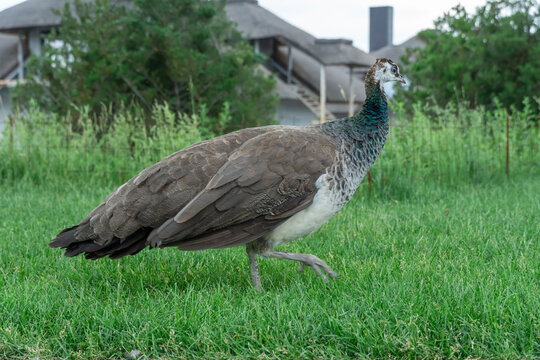 Portrait female peacock bird on green grass in park. Pretty female peafowl peahen close-up. Pet with bright quill among galliformes. Pavo of family phasianidae.