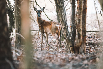 Roe deer standing in forest and looking at camera © Daniel