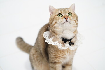 Charming Cat in Elegant Lace Collar Gazing Upward with Enchanting Eyes Accentuated Against a Bright White Background for Pet Photography Needs
