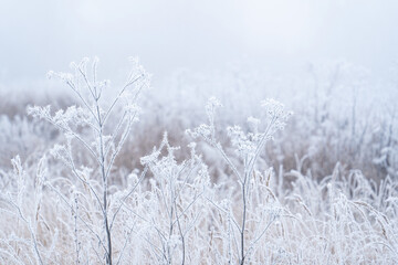 A white winter landscape with branches and grass covered with frost