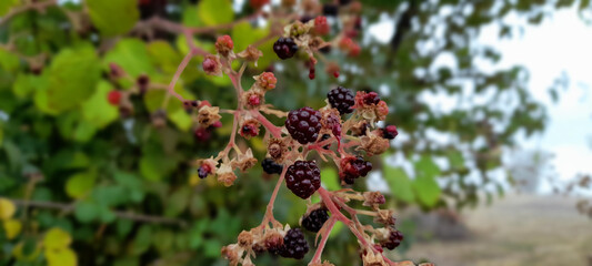 Lush Ripening Wild Blackberries on Bush in Autumn
