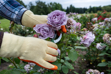 Close up shot of gloved hands using pruning shears to cut spent blooms from stunning lilac roses