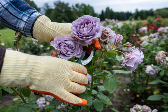 Close up shot of gloved hands using pruning shears to cut spent blooms from stunning lilac roses