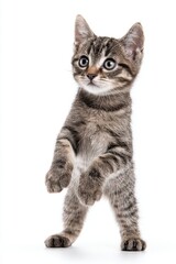 Obraz premium Adorable Kitten Standing Up