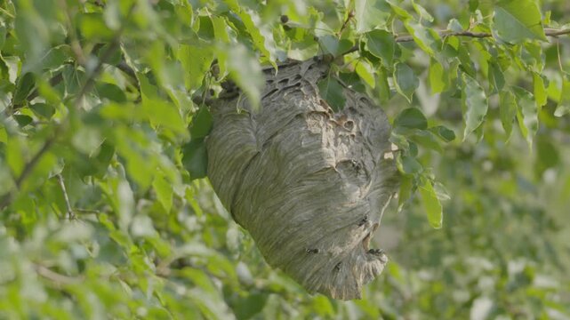 Hornet Nest 4K 120fps