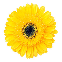 Close-up of a bright yellow gerbera daisy in full bloom, isolated on a white background, featuring layered petals and a detailed dark center, symbolizing happiness and freshness.