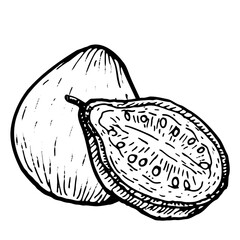 Guava vector food illustration. Single whole tropical fruit and half isolated on white, vintage sketch style, natural organic plant, healthy diet art.