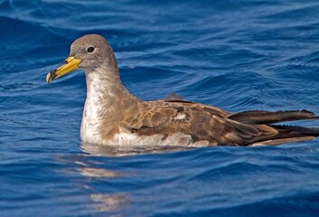 Berta maggiore, Calonectris diomedea