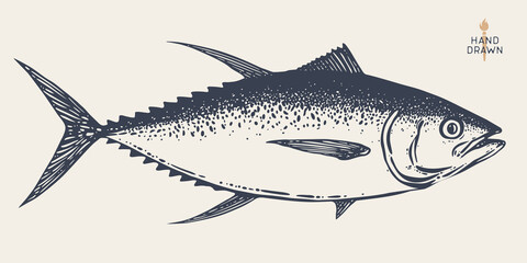 Tuna Fish, seafood, sketch. Vintage retro print, seafood tuna fish sketch, sea life, ink pencil style drawing engrave old school artwork, hand drawn. Sketch artwork tuna fish. Illustration