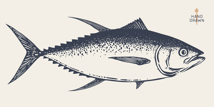 Tuna Fish, seafood, sketch. Vintage retro print, seafood tuna fish sketch, sea life, ink pencil style drawing engrave old school artwork, hand drawn. Sketch artwork tuna fish. Illustration