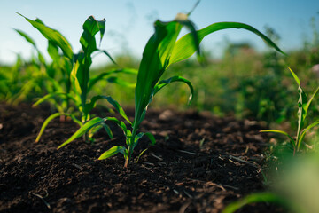 Corn maize seedling emerging from soil, closeup