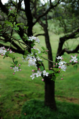 Flowering apple tree in a park. Springtime scene with blossoms and green grass