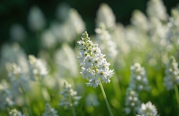 Fototapeta premium Close view of tiny white flowers of Sagina subulata in green garden. Delicate white blossoms spread across meadow under soft light. Natural flora bloom outdoors.