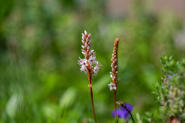 Bistorta affinis fleece flower in bloom, beautiful white purple knotweed Himalayan Persicaria bistort flowering plant in garden