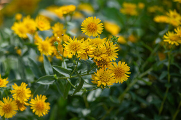 Inula spiraeifolia spirea-leaved fleabane flowers in bloom, beautiful summer autumn yellow flowering ornamental plant