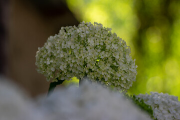 Hydrangea arborescens smooth white flowering plant, group of small flowers on one stem in bloom