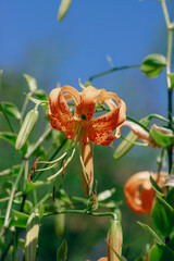 Lilium henryi Henrys tiger lily beautiful flowering plant, bright dotted orange plant in bloom in the garden