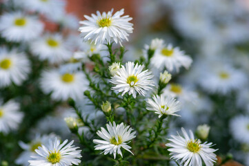 Aster Symphyotrichum ericoides, ericoides Aster flowers in bloom, white flowering plants, snow flurry flowers