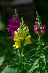 Antirrhinum majus flowers, common snapdragon in bloom, pink yellow flowering plant